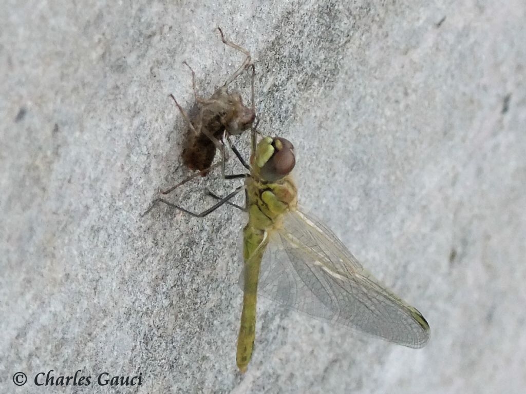 Scheda: Sympetrum fonscolombii